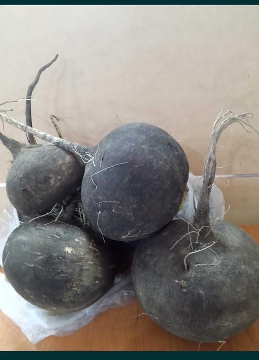 Продам чёрную редьку Талдыкорган