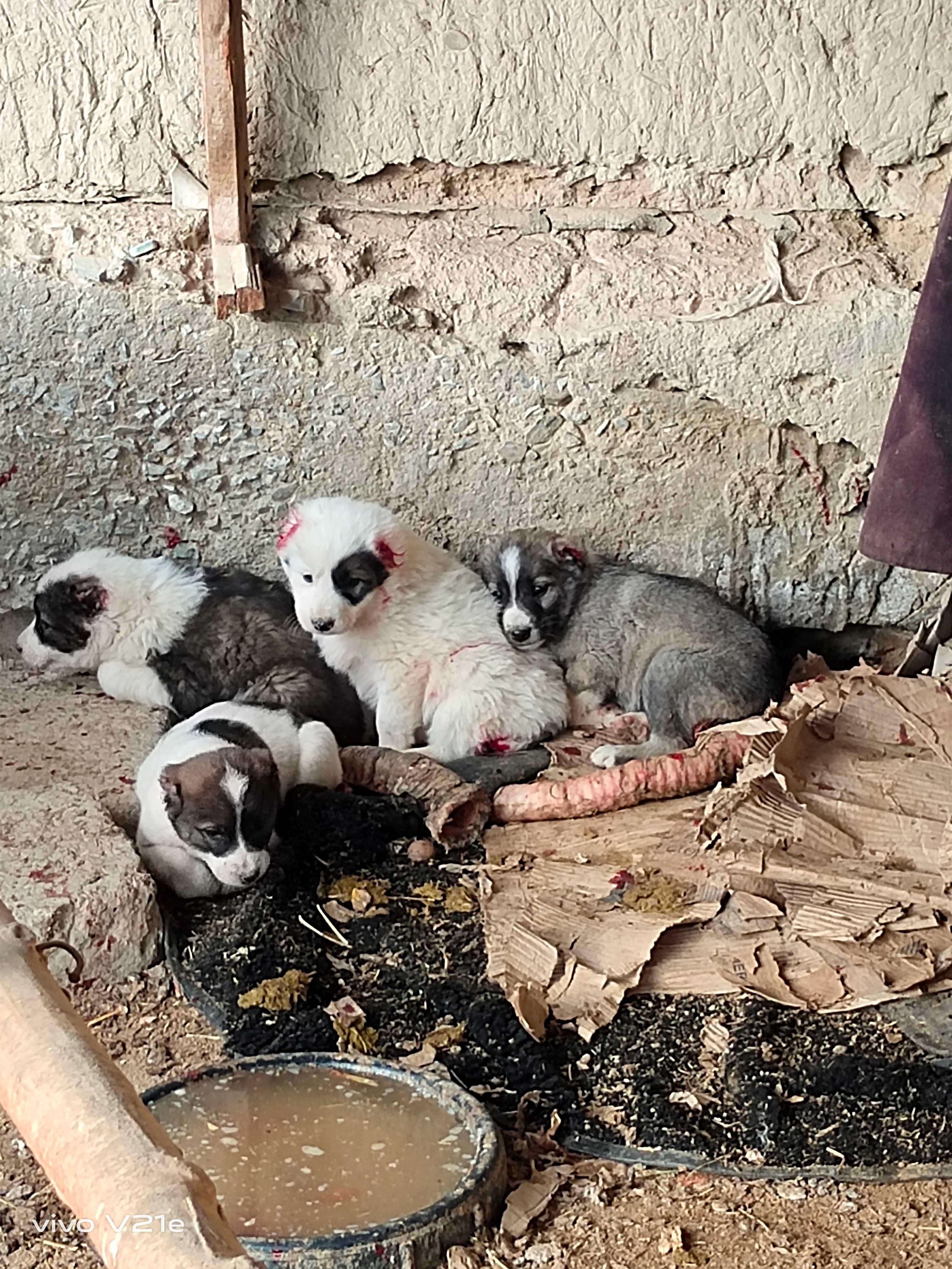 Alabay it bolalari sotiladi 5ta erkak narxi 450 mingdan