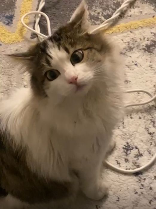 Котенок 6 месяцев в добрые руки