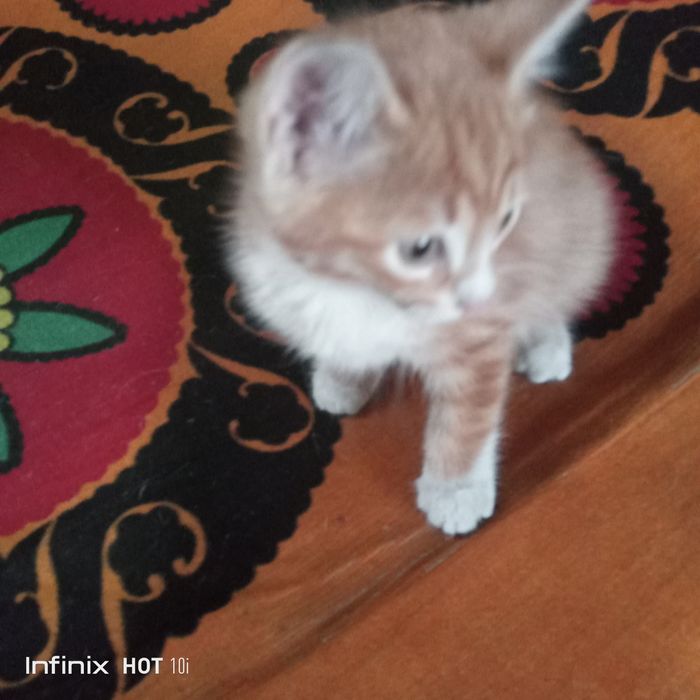 Отдам в хорошие руки кошечку,3 месяца,даром.