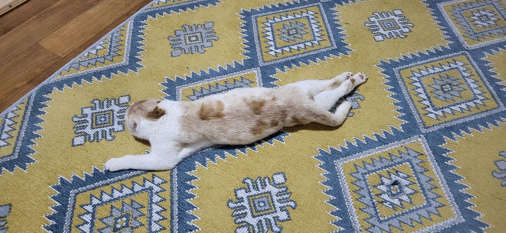 Кот в добрые руки