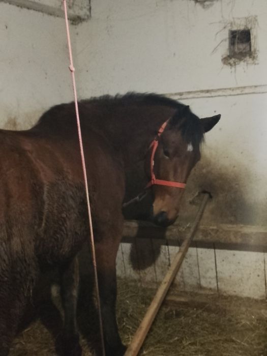 De vânzare cal de 3 ani