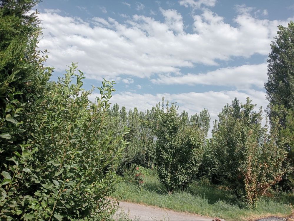 Xovli sotiladi yuqori chirchiq tumani  toshtogizoq 6,85 sotix