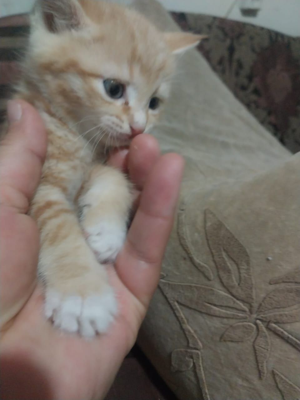 котенок 2 мес, 2 мальчика и 2е девочки