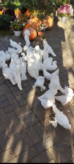 Porumbei creți francezi și gusati de pomerania