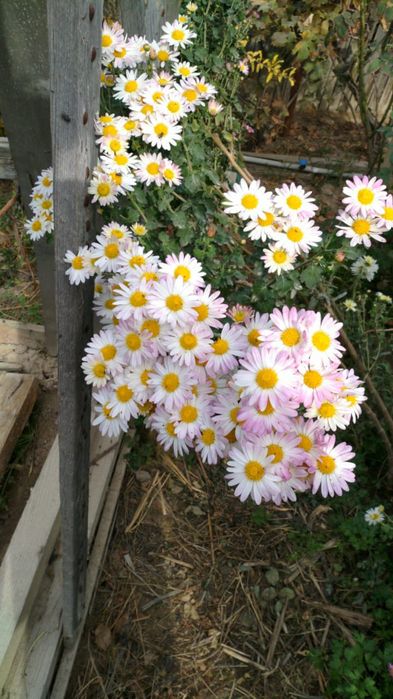 Лиана. Живая изгородь для частных домов или дач.