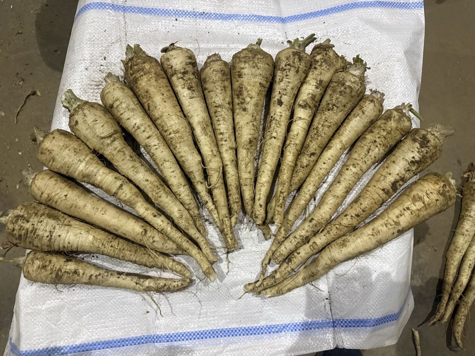 Vand morcov, patrunjel, pastarnac