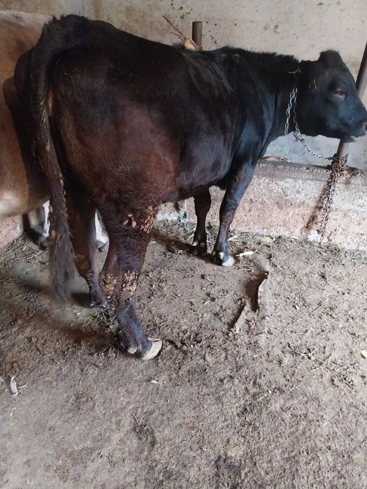 Vițică de vânzare