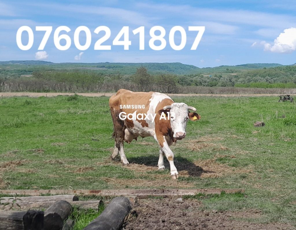 Vaca bălțată românească