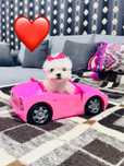 Femela bichon maltese