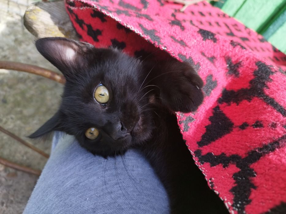 Pisoiaș pentru adopție!