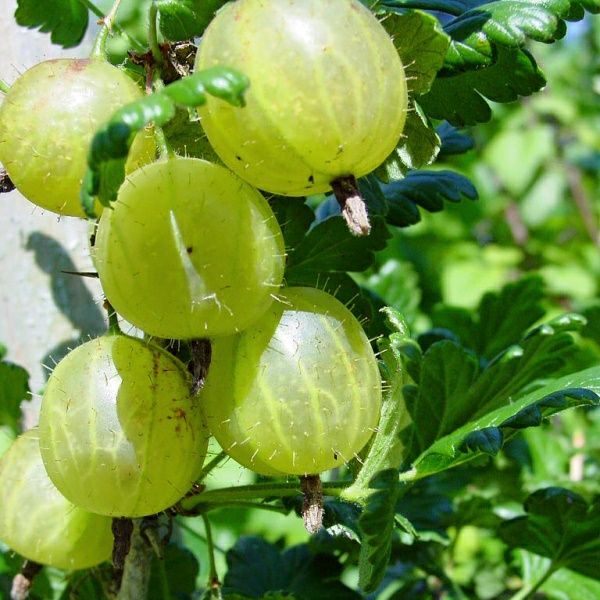 Arbusti Fructiferi soiuri de agris alb