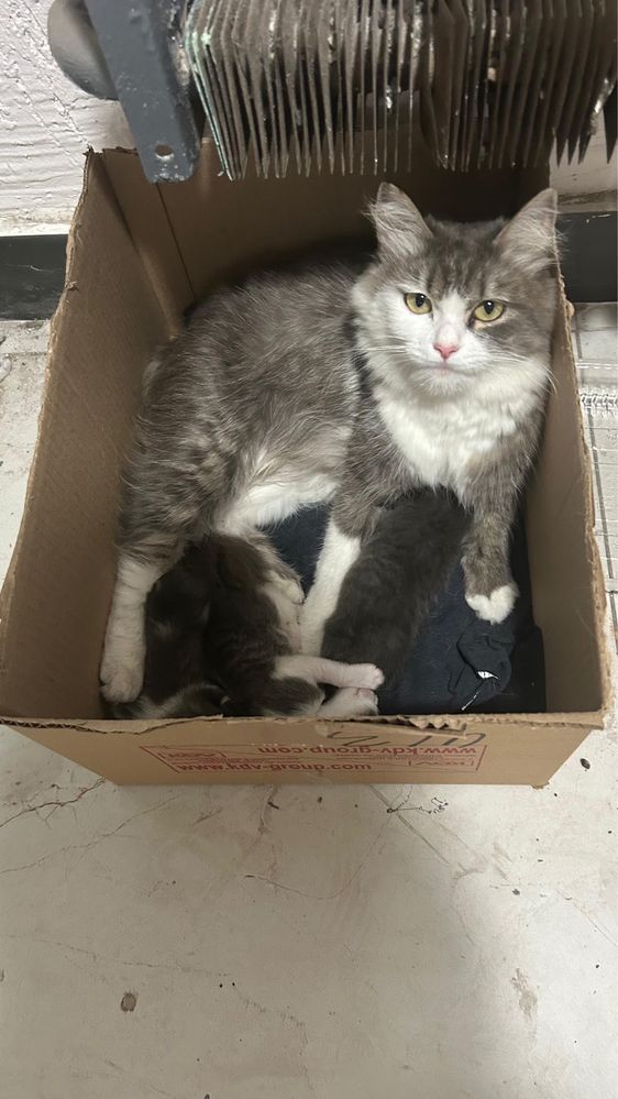 кошечка с котятами ищет дом