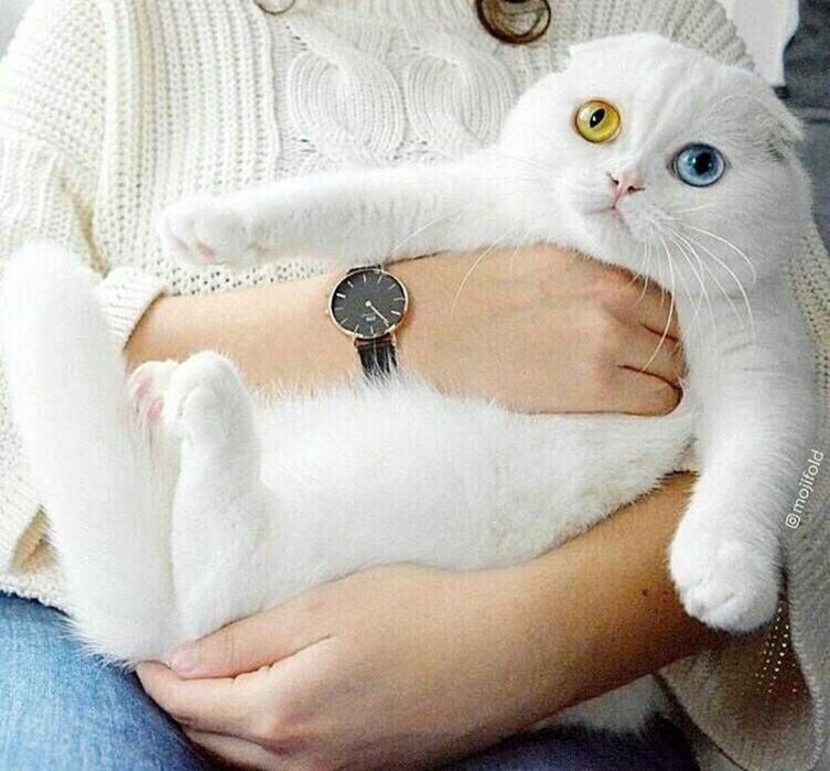 Вязка кот шотландский с большим опытом