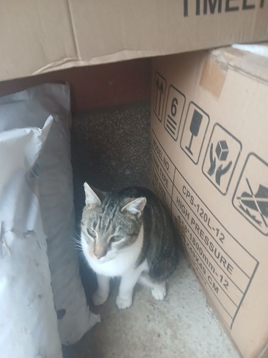 Pisicuțe gratis donez