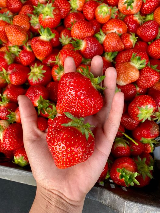 Vand capsuni proaspeti mari si dulci  18lei/kg
