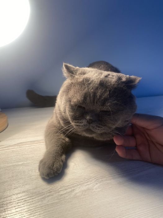 Продается кот Skottish Fold