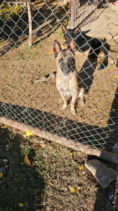 Caine Malinois femela