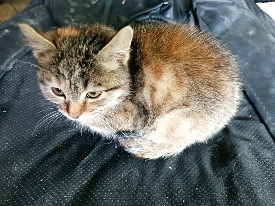 Котёнок ласковый