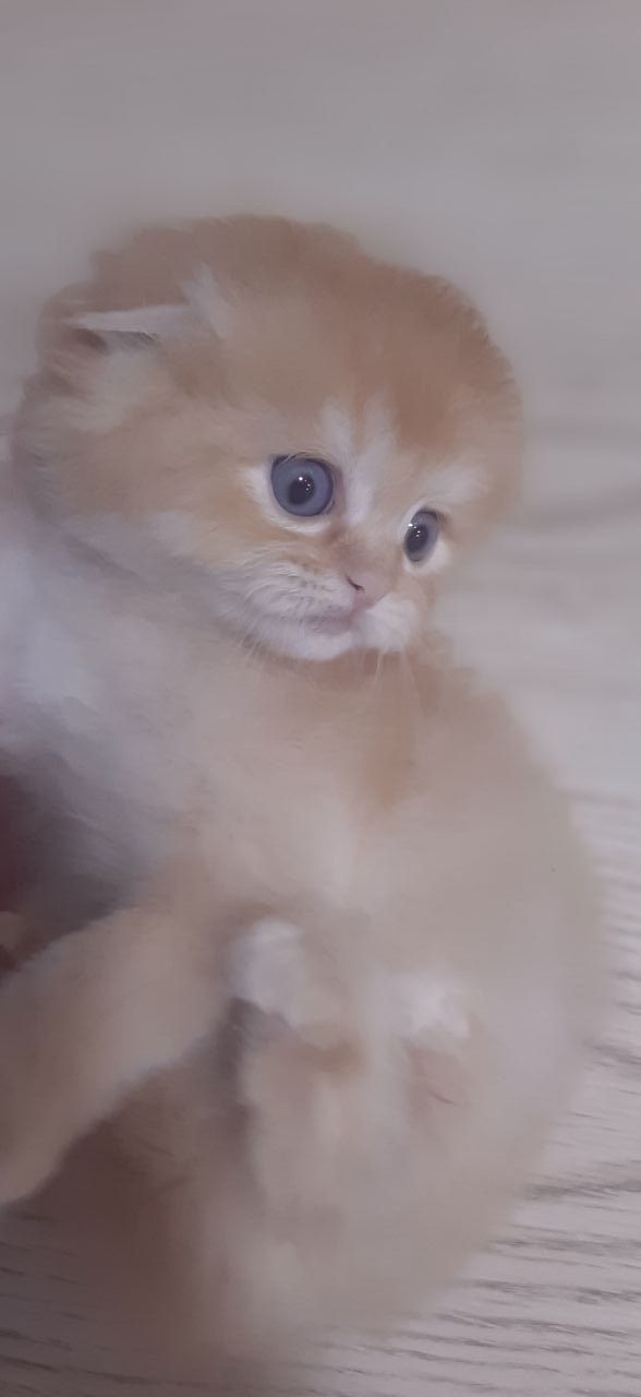 Вязка золотой кот даёт золотых котят