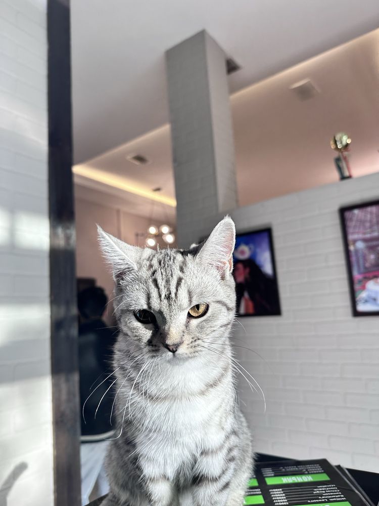 Котенек девченка