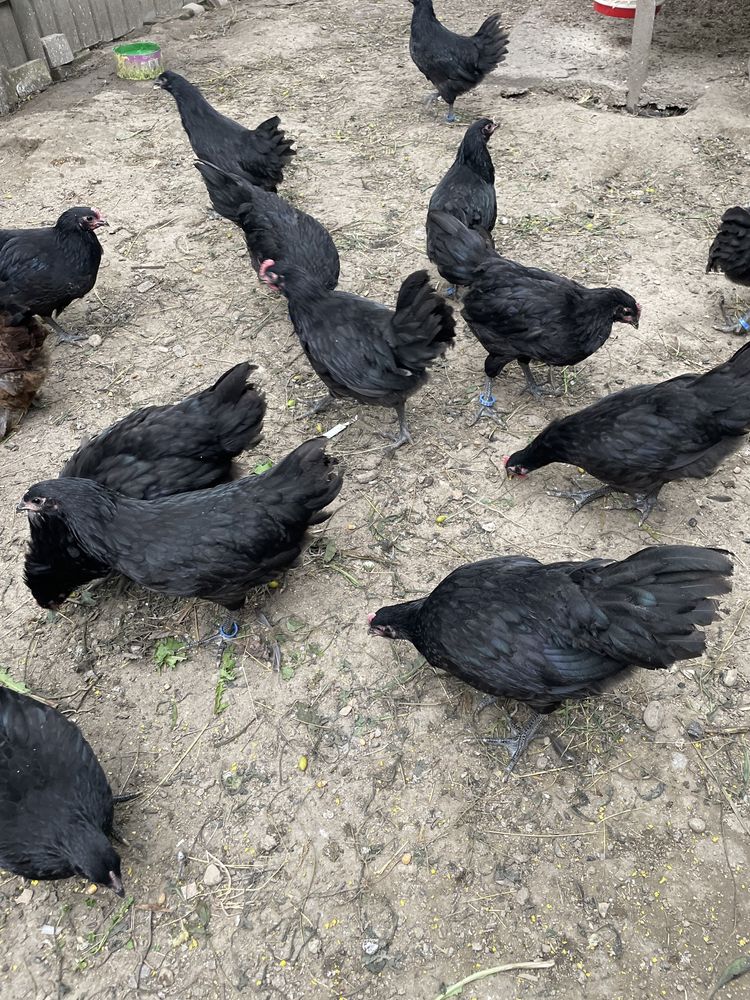 Cocosei australorp