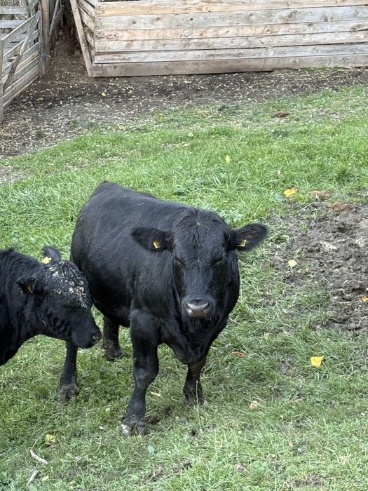 Vand 2 vitei angus