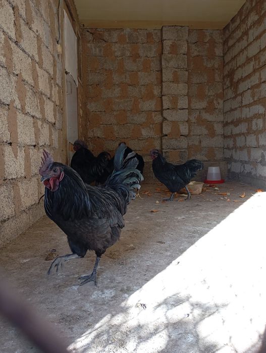 Продаются петухи