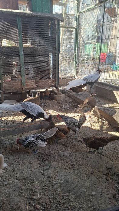 Fazani argintii 1+3-4