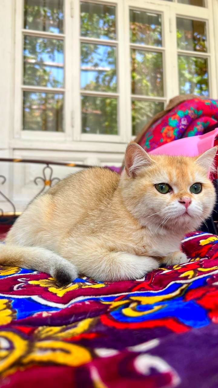 Zalatistiy shinshila Bri ny12 sotiladi