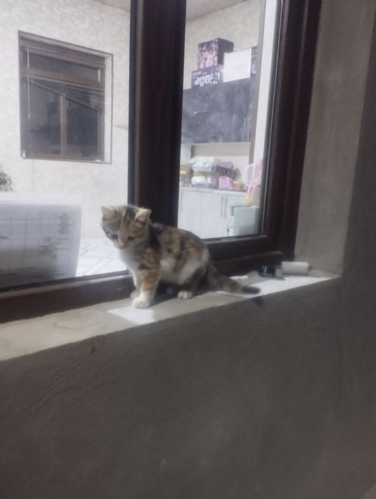 Мушук текинга 2 ойлик