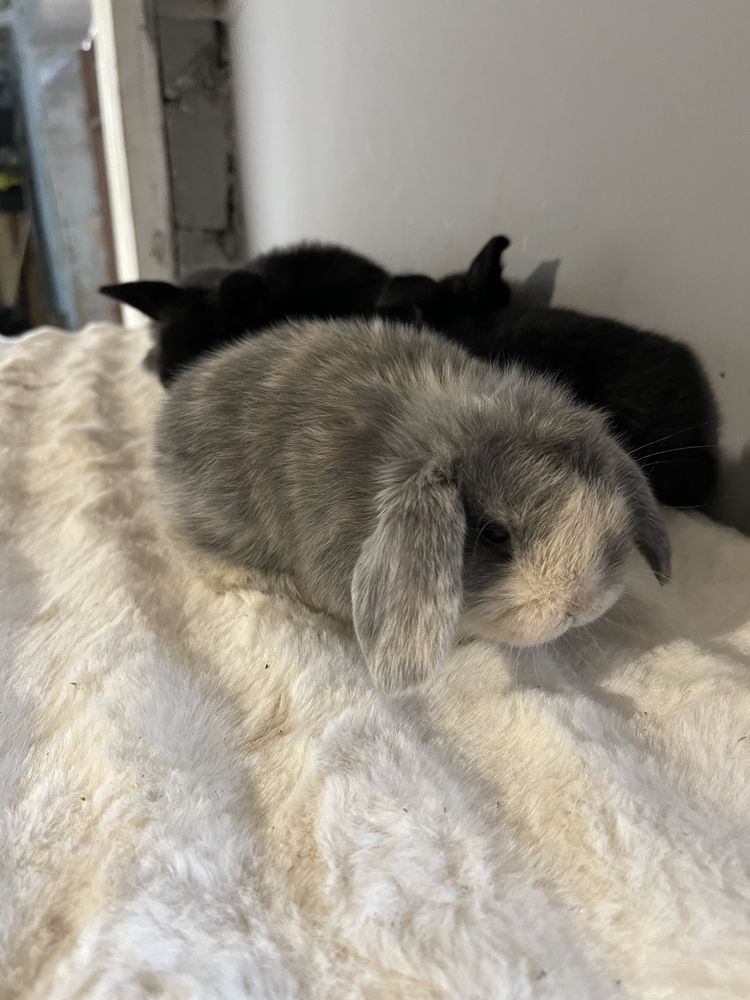 Iepurașii pitici Holland lop mini lop berbec pitic