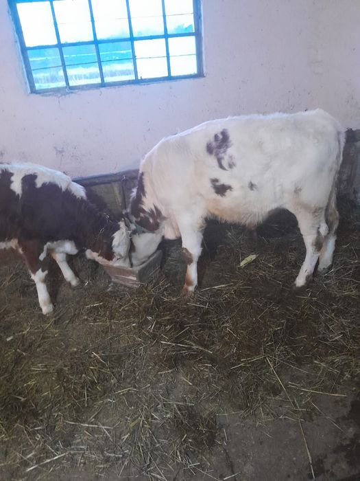 Vițel si vitea detalii la nr afisat