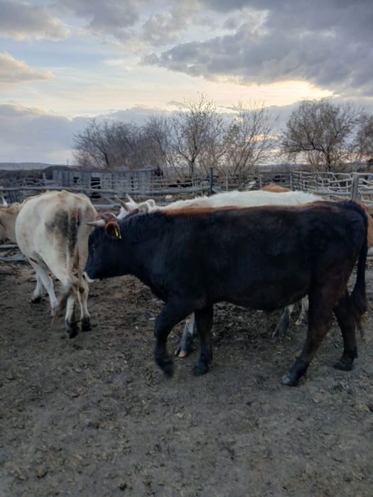 Продам две головы КРС справные