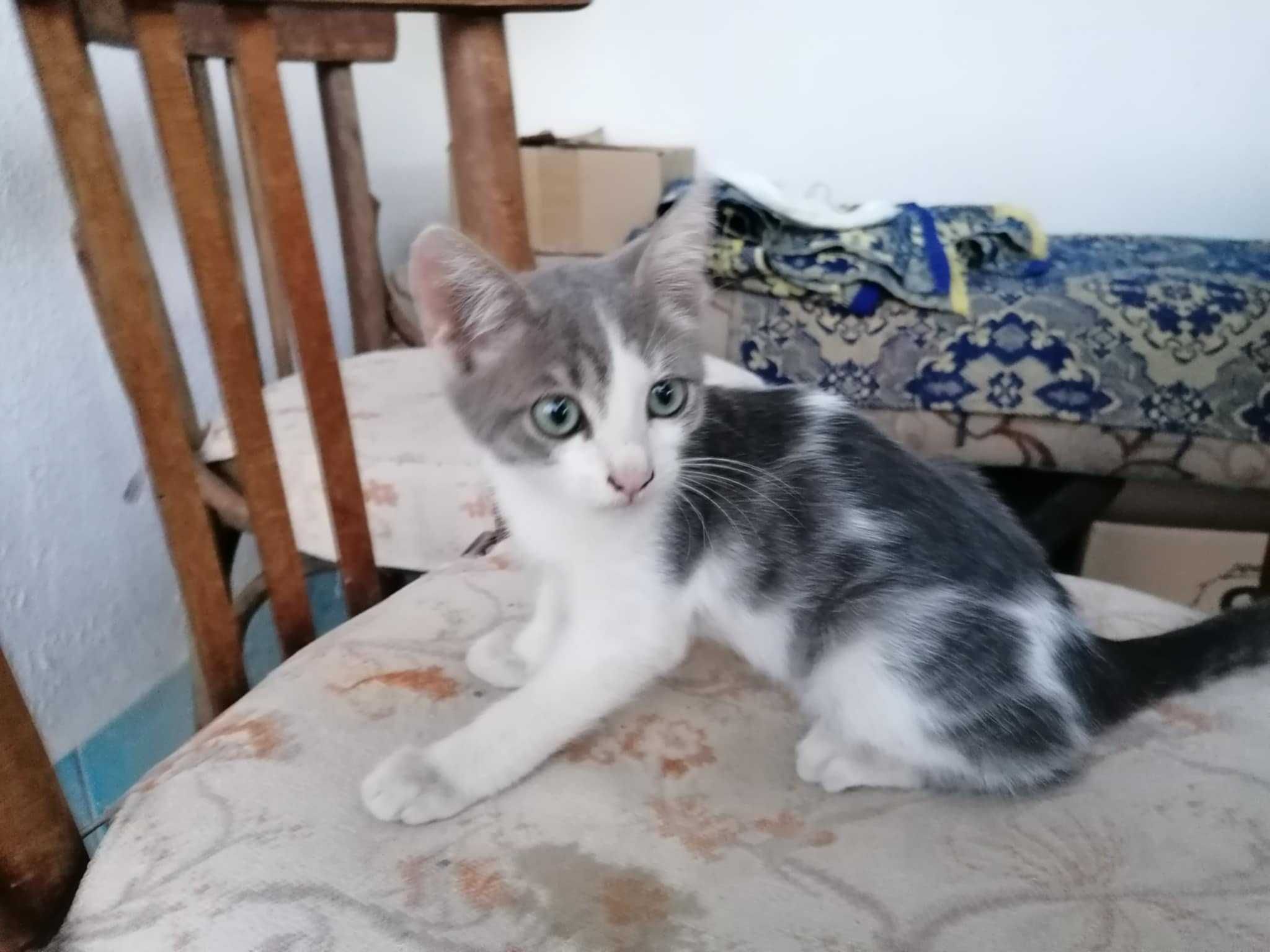 Котенца Ричи Лъки чарли