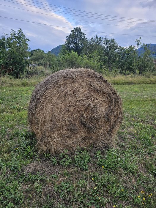 Baloti fan mari de 160 la disponibil 10 buc 300 buc lei