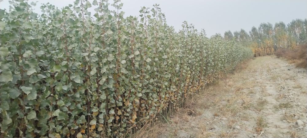 Terak kochatlar tayyor sotuvga