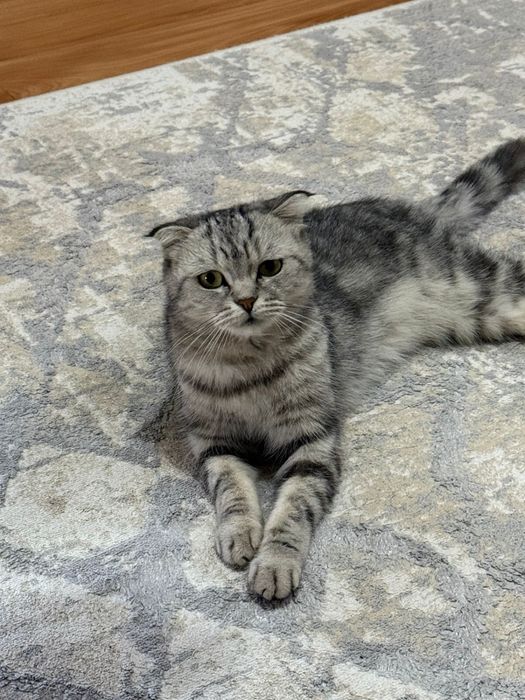 Кот, шотландец вислоухий