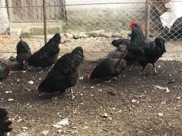 Oua Australorp Rasa Pura