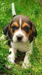 Beagle  tricolor