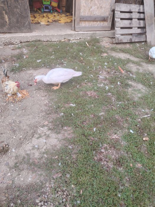 Rățoi din primăvară frumoși