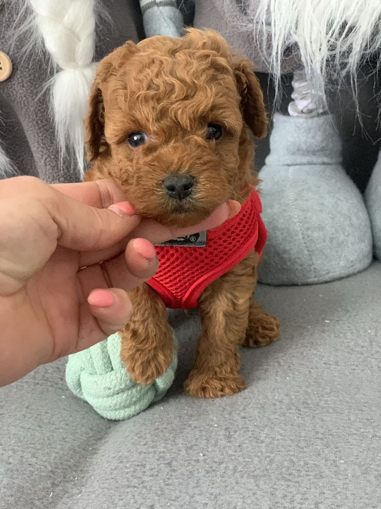 Пудел той Poodle toy с родословие