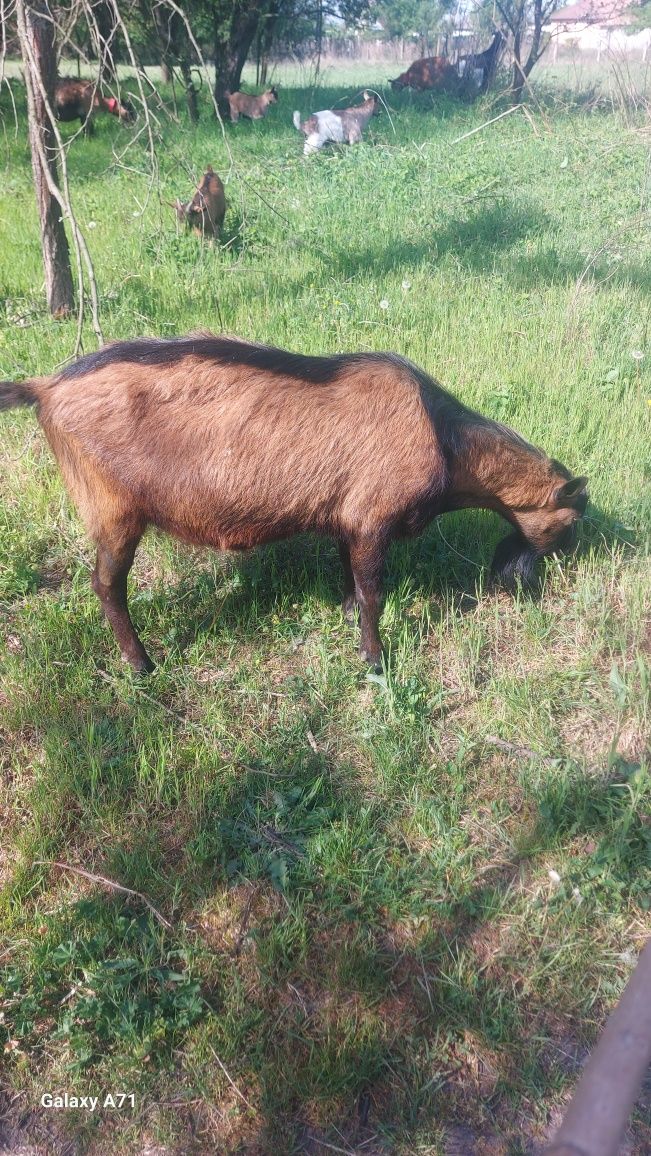 Vând țap alpin tânar