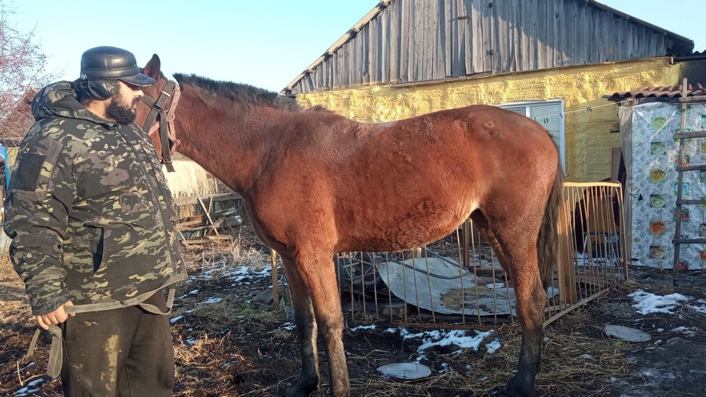 Продам руско рысистую кобылку