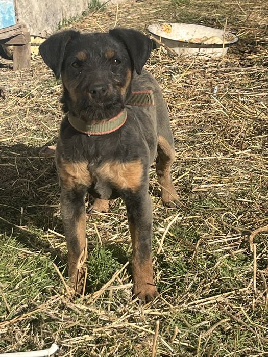 Яктерьер 5 айлық ұрғашы