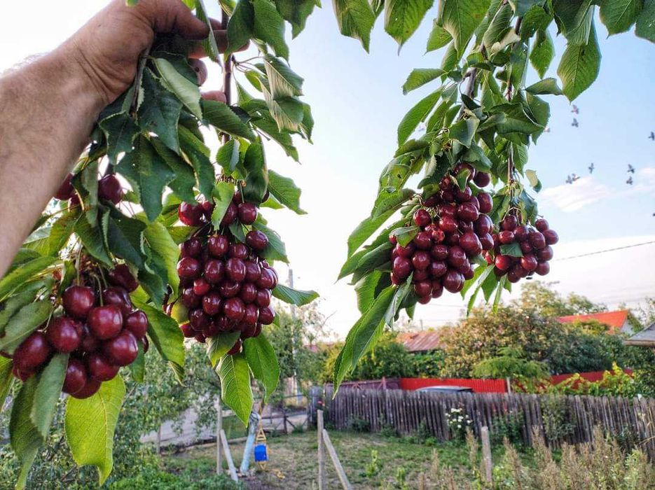 Nuc Chandler Aluni Nectarin Pruni Visin Paulownia  Coacaz  Aronisa Tei