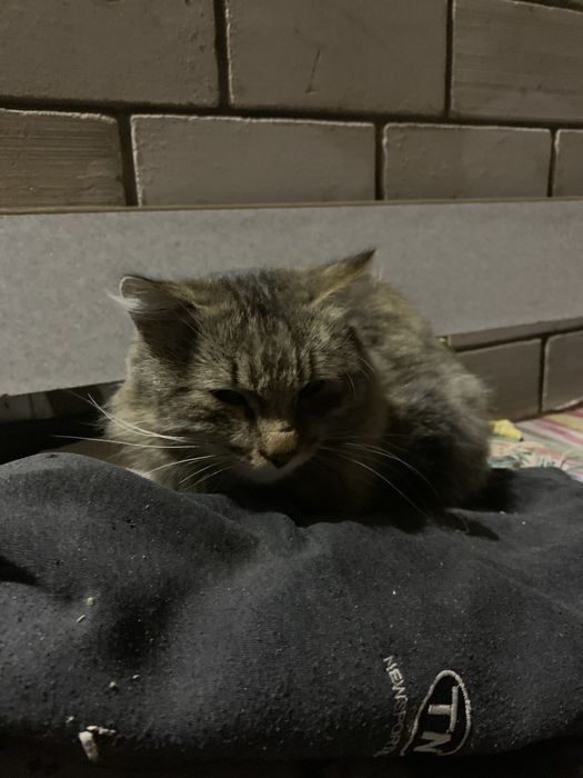 Очень ласковый котик!