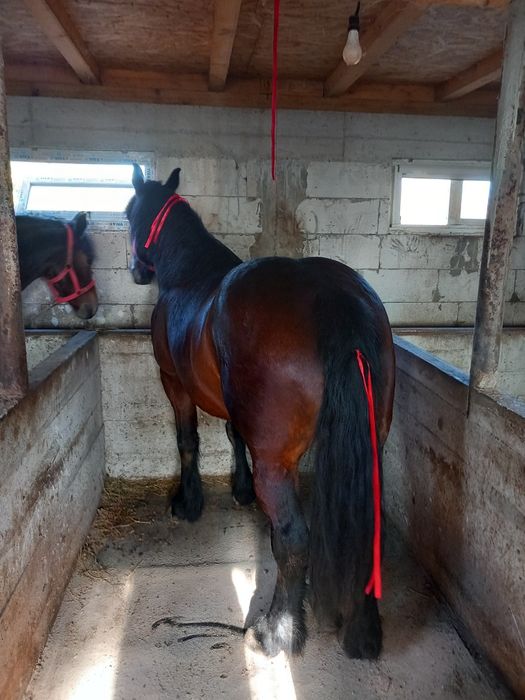 Două iepe De vânzare