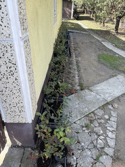 Vand plante de afini si aronie