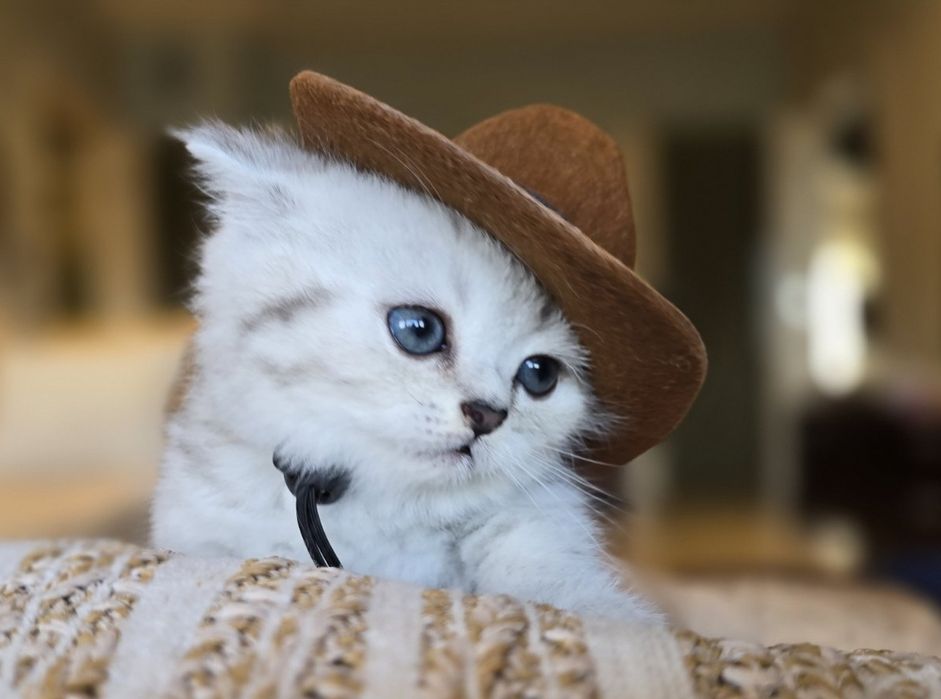 Шотландски клепоухи котенца